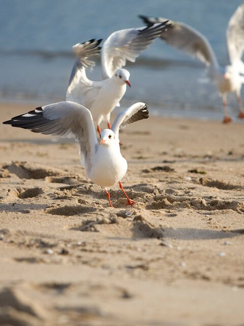 Möwen am Timmendorfer Strand